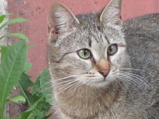 1920 X 1440 485.5 Kb Кошачья Санта-Барбара: (фото) три котёнка ищут дом и любящих хозяев!