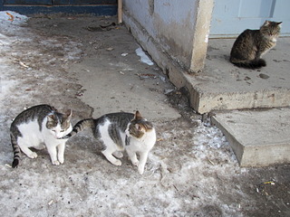 1920 X 1440 735.0 Kb Кошачья Санта-Барбара: (фото) три котёнка ищут дом и любящих хозяев!