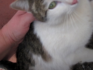 1920 X 1440 311.8 Kb 1920 X 1440 735.0 Kb Кошачья Санта-Барбара: (фото) три котёнка ищут дом и любящих хозяев!