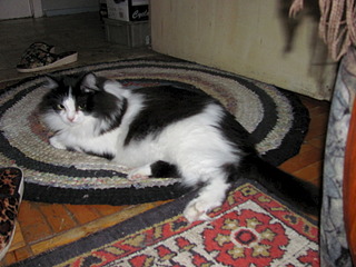 1920 X 1440 623.6 Kb Кошачья Санта-Барбара: (фото) три котёнка ищут дом и любящих хозяев!