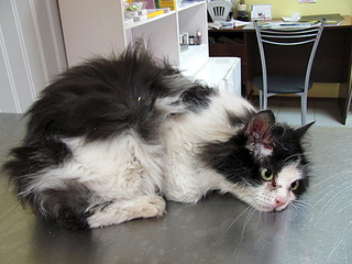 500 X 375 56.9 Kb 1920 X 1440 623.6 Kb Кошачья Санта-Барбара: (фото) три котёнка ищут дом и любящих хозяев!