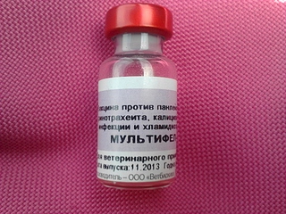 1920 X 1440 243.8 Kb Неравнодушные отзовитесь кисуле нужна помощь и дом !