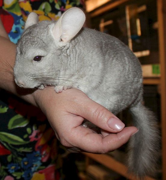 1044 X 1133 133.0 Kb  