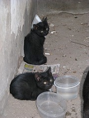 1920 X 2560 928.5 Kb Котятам срочно нужен дом!