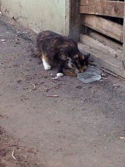 720 X 960 143.2 Kb 720 X 960 188.8 Kb  !   .