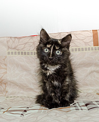 1629 X 2000 256.8 Kb -   _ 