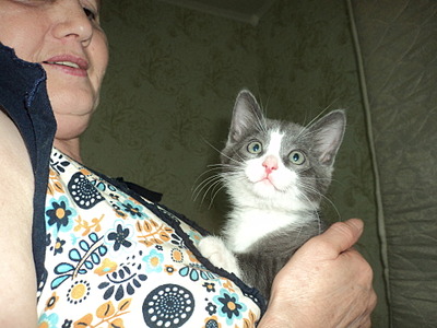 1920 X 1440 585.3 Kb Дымчатый котенок в добрые руки