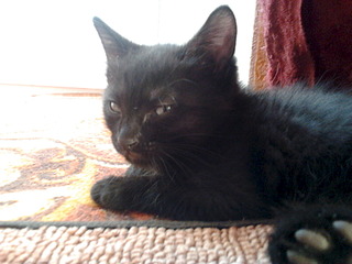 1920 X 1440 464.0 Kb 1536 X 2048 209.7 Kb 1536 X 2048 872.3 Kb     2 