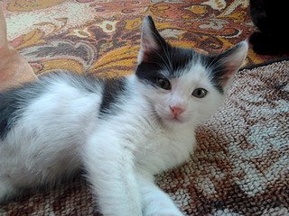 1920 X 1440 599.2 Kb Черно-белый мальчик, 2 месяца, в добрые руки