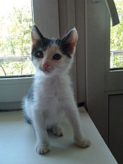 1536 X 2048 201.4 Kb 1920 X 1440 599.2 Kb Черно-белый мальчик, 2 месяца, в добрые руки