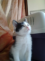 1536 X 2048 928.5 Kb 1536 X 2048 201.4 Kb 1920 X 1440 599.2 Kb Черно-белый мальчик, 2 месяца, в добрые руки