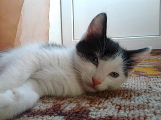 1920 X 1440 489.8 Kb 1536 X 2048 244.7 Kb 1536 X 2048 928.5 Kb 1536 X 2048 201.4 Kb 1920 X 1440 599.2 Kb - , 2 ,   