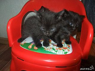640 X 480 37.3 Kb Черные котятки мальчики в добрые руки