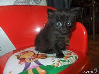 640 X 480 32.8 Kb 640 X 480 37.3 Kb Черные котятки мальчики в добрые руки