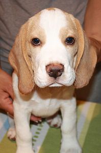 1239 X 1872 229.1 Kb 1920 X 1407 258.7 Kb 1920 X 1295 167.2 Kb -, !  'Prime Pride'