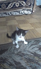 1552 X 2592 752.4 Kb 1552 X 2592 667.6 Kb 1552 X 2592 698.0 Kb         