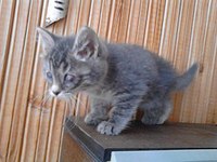 1280 X 960 195.4 Kb  ! ,  1,5  -  -    !   .