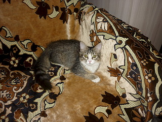 1920 X 1440 809.9 Kb  