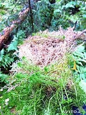 Мох строительный ПРОДАЖА