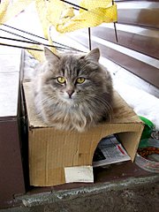 768 X 1024 164.3 Kb SOS! Срочно нужен хозяин кошечке!