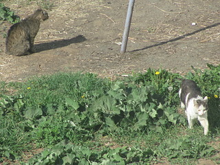 1920 X 1440 978.5 Kb 1920 X 1440 469.1 Kb Кошачья Санта-Барбара: (новые фото) два котёнка ищут дом и любящих хозяев!