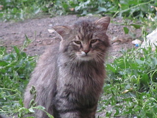 1920 X 1440 564.6 Kb 1920 X 1440 978.5 Kb 1920 X 1440 469.1 Kb Кошачья Санта-Барбара: (новые фото) два котёнка ищут дом и любящих хозяев!