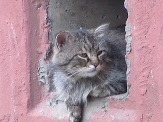 1920 X 1440 491.7 Kb Кошачья Санта-Барбара: (новые фото) два котёнка ищут дом и любящих хозяев!