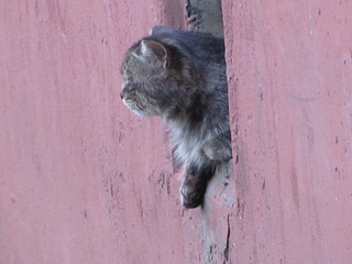 1920 X 1440 460.9 Kb 1920 X 1440 491.7 Kb Кошачья Санта-Барбара: (новые фото) два котёнка ищут дом и любящих хозяев!