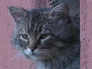 1920 X 1440 358.5 Kb 1920 X 1440 460.9 Kb 1920 X 1440 491.7 Kb Кошачья Санта-Барбара: (новые фото) два котёнка ищут дом и любящих хозяев!