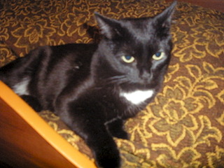 1920 X 1440 552.8 Kb      (