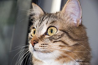 1280 X 850 212.6 Kb 874 X 1024 186.4 Kb 604 X 401 50.4 Kb 612 X 612 66.1 Kb 612 X 612 71.5 Kb Чудо-котенок в маске! (производство Marvel)