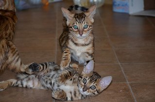 604 X 400  39.4 Kb 604 X 403  51.1 Kb 604 X 403  52.5 Kb  