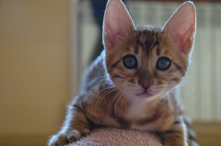 1920 X 1272 222.1 Kb 604 X 400  21.5 Kb  