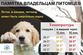 600 X 400 38.4 Kb Наша рыжая семейка.Ариша и её дети! Золотистый ретривер. Бассет- Нюша и шпиц -Рашель.