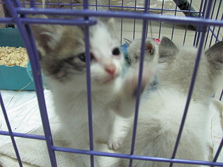 1920 X 1440 534.3 Kb  -: ( ) SOS!     !