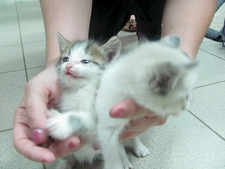 1920 X 1440 495.9 Kb 1920 X 1440 534.3 Kb  -: ( ) SOS!     !