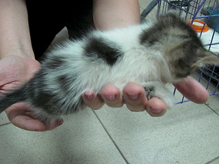 1920 X 1440 538.1 Kb 1920 X 1440 585.0 Kb 1920 X 1440 495.9 Kb 1920 X 1440 534.3 Kb  -: ( ) SOS!     !