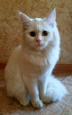 1778 X 2848 862.7 Kb       !   .