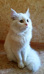 1804 X 3002 949.0 Kb 1778 X 2848 862.7 Kb       !   .