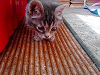 1280 X 960 213.2 Kb 1280 X 960 233.0 Kb 1280 X 960 249.6 Kb 1280 X 960 229.9 Kb  ! ,  1,5  -  -    !   .