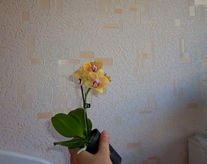 965 X 768 327.9 Kb 1024 X 768 274.3 Kb 1024 X 768 232.4 Kb ОРХИДЕИ