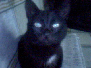 320 x 240 500 X 625 37.8 Kb 650 X 488 266.9 Kb Потерялась кошечка в Ленинском районе по ул. Крылова