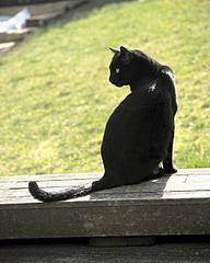 500 X 625 37.8 Kb 650 X 488 266.9 Kb Потерялась кошечка в Ленинском районе по ул. Крылова