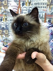 574 X 768 159.5 Kb Необыкновенная Сима-красавица кошка в добрые руки