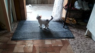 1920 X 1080 374.2 Kb 1920 X 1080 262.3 Kb 1920 X 1080 513.8 Kb   .    