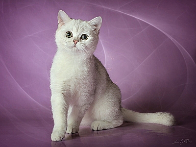 800 X 600 263.0 Kb    !