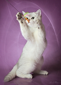 1157 X 1600 576.4 Kb    !