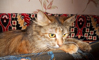 999 X 611 276.1 Kb ласковая кошечка