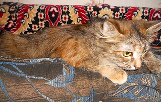 1000 X 636 453.4 Kb 999 X 611 276.1 Kb ласковая кошечка