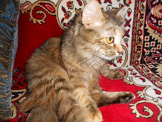 1000 X 750 404.8 Kb 1000 X 636 453.4 Kb 999 X 611 276.1 Kb ласковая кошечка